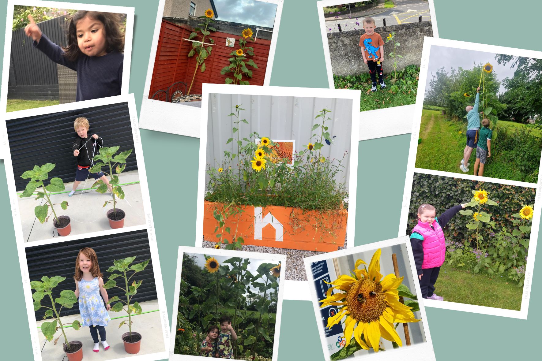 Sunflower Competition